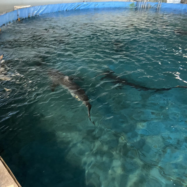 海洋生物互動展館，近距離觀賞與餵食鯊魚