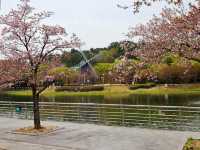 [🇰🇷蔚山] 蔚山大公園で楽しむ春の花見スポット