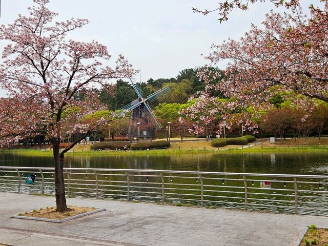 [🇰🇷蔚山] 蔚山大公園で楽しむ春の花見スポット