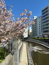 Spring Stroll at Oshinari Park – Cherry Blossoms & Skytree Views