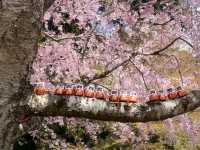 尾勝寺-櫻花與達摩不倒翁，大阪近郊賞櫻。