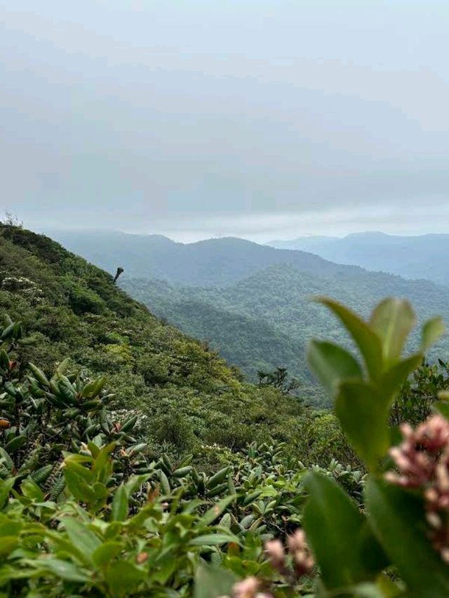 Monteverde Cloud Forest Reserve, Costa Rica – Misty Forest with a Green Soul