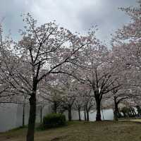 Kema Sakuranomiya Park, Osaka