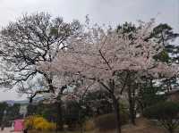 木槿花公園/舍廊房