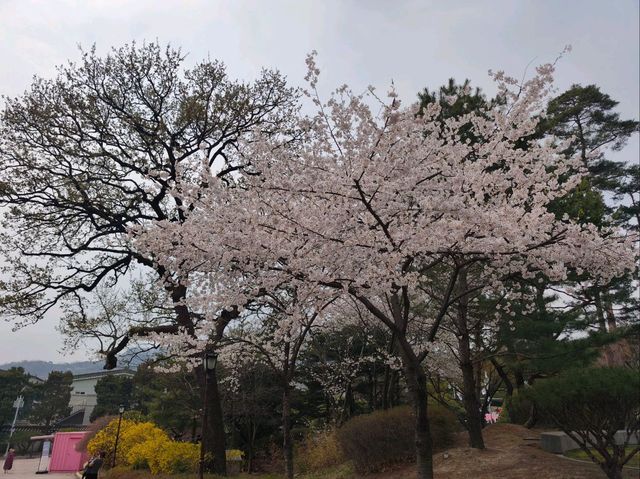 木槿花公園/舍廊房