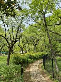 Spring Stroll at Komabano Park🌼