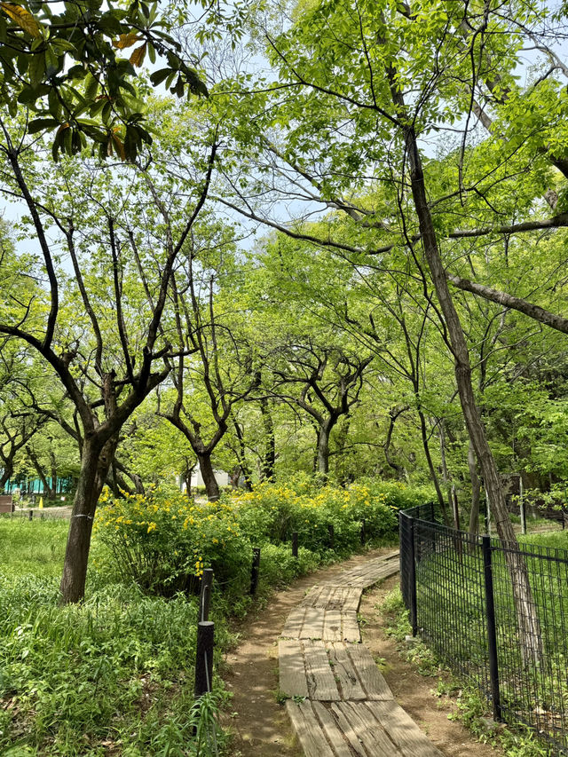 Spring Stroll at Komabano Park🌼