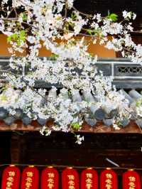 Longhua Temple Cherry Blossom: A Spiritual Retreat in Shanghai