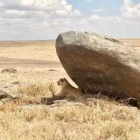 塞倫蓋提國家公園 Serengeti National Park｜一生必訪的野生動物天堂
