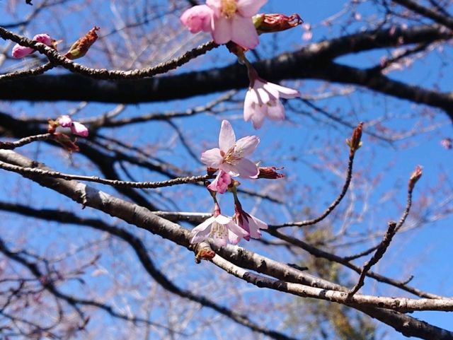 🌸クマノザクラ🌸