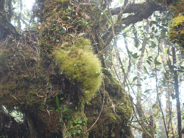 Into the Clouds: A Magical Trip Through the Mossy Forest
