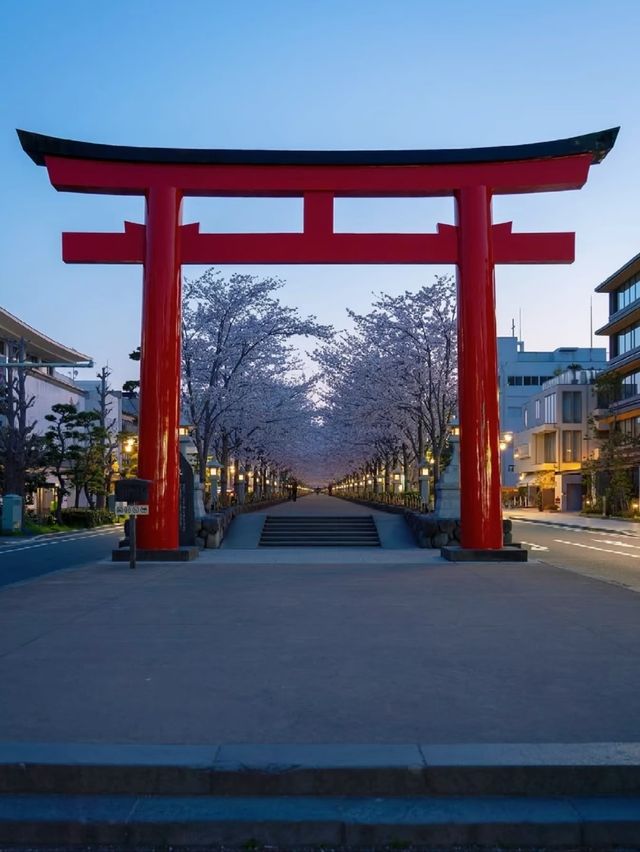 Tsurugaoka Hachimangu Cherry Blossoms– Kamakura’s Samurai Sakura Sanctuary