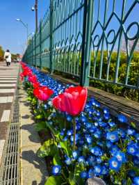 Iwagaike Park 🌷🪻🌸