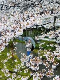 🌸 Avoid the Cherry Blossom Crowds! Hidden Sakura Spots in Tokyo 🌸