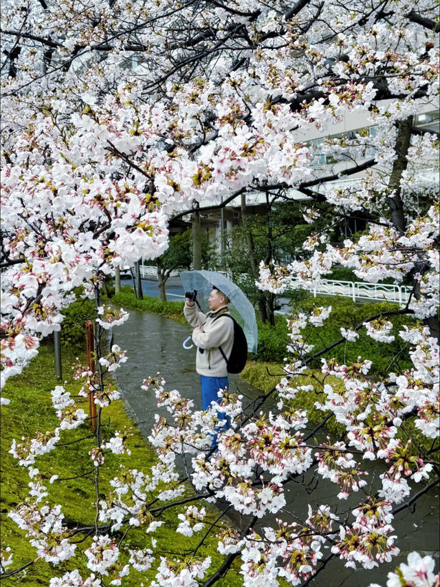 🌸 Avoid the Cherry Blossom Crowds! Hidden Sakura Spots in Tokyo 🌸