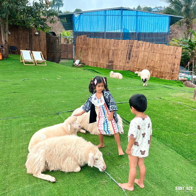 🐑 #ไร่ฟาร์มแกะ ภูทับเบิก☺️📌