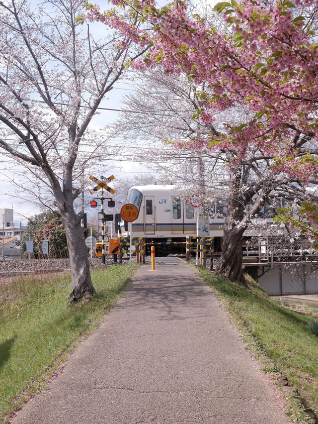 Nara: The Cherry Blossoms at Saho River—A Dream Come True! 🌸