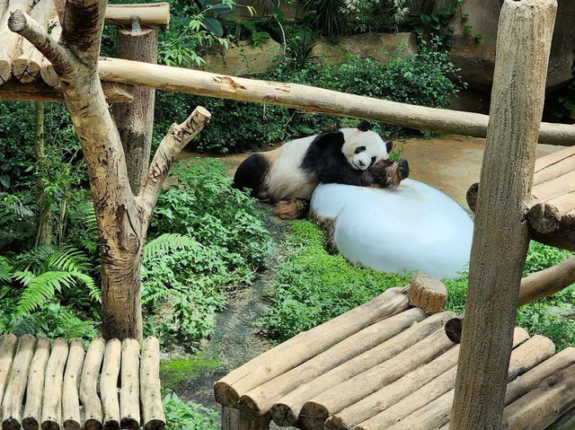 🐼 Wild Moments, Tamed Memories 🌏🦓