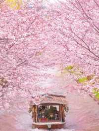 Sakura Reflections: A Tranquil Cruise Through Fushimi’s Blossoms