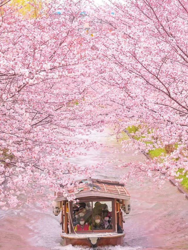 Sakura Reflections: A Tranquil Cruise Through Fushimi’s Blossoms