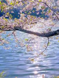 Cherry Blossoms at Mengxi Garden