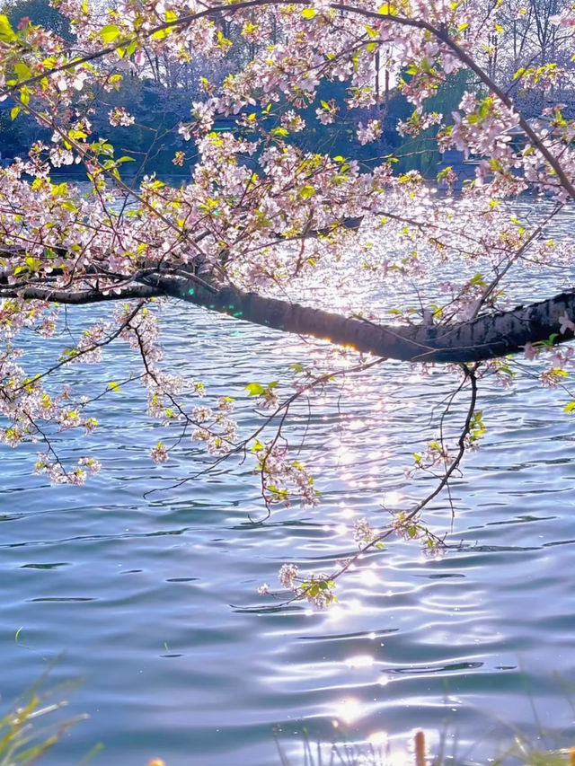 Cherry Blossoms at Mengxi Garden