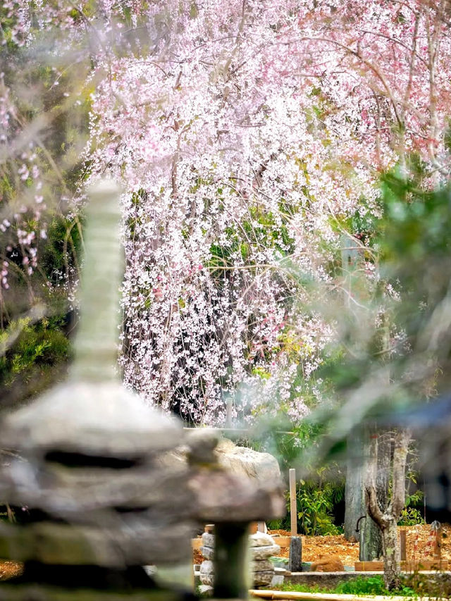 Arashiyama Sakura Guide: Discover the Hidden Cherry Blossom Gems of Kyoto's Sagano 🌸✨