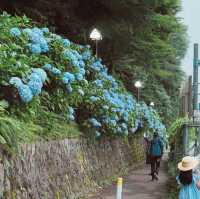 東京紫陽花聖地就在市區當中！看繡球花要去「飛鳥山公園」