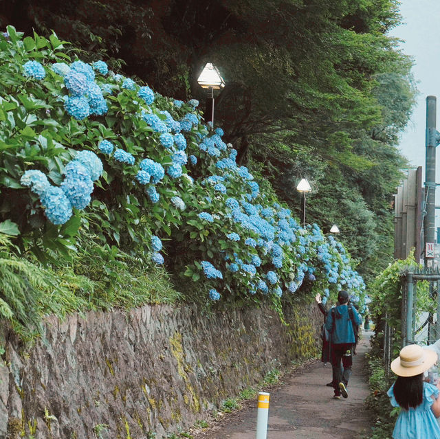 東京紫陽花聖地就在市區當中！看繡球花要去「飛鳥山公園」