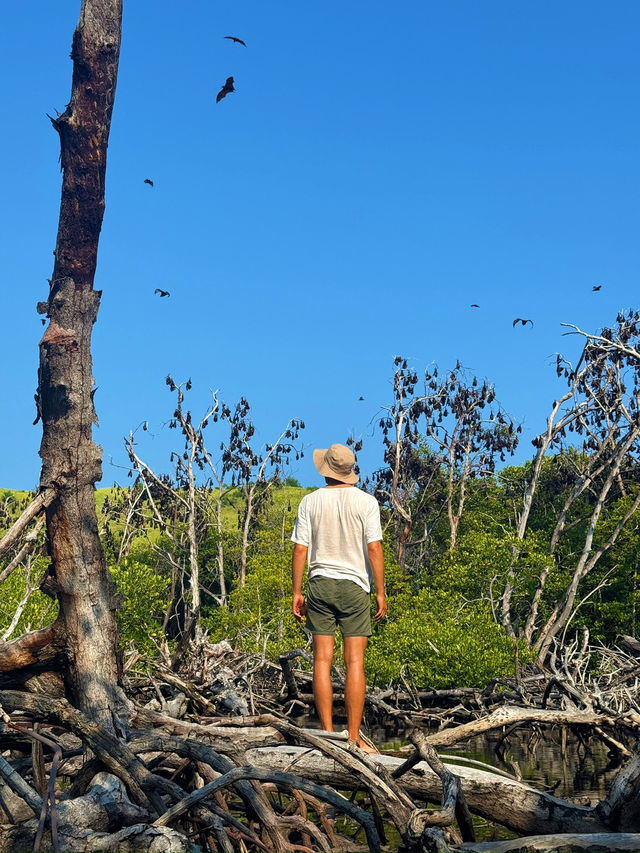17 Islands and the Flying Foxes of Ruteng