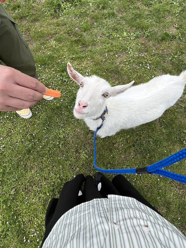 【岐阜県】やぎと散歩ができる？！🐐