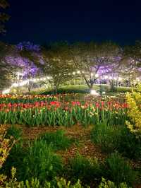 서대문 봄빛 축제 🌷 별빛에 더 화사해지는 밤 ⚘
