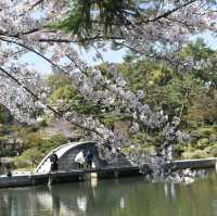 Sakura Blooming in Hiroshima: A City in Full Bloom