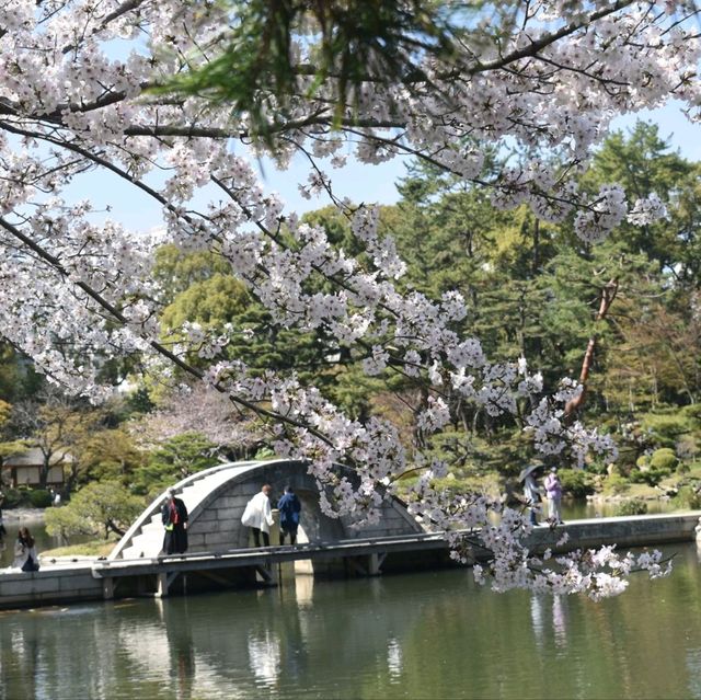 Sakura Blooming in Hiroshima: A City in Full Bloom
