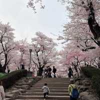 A romantic city in bloom (Morioka)