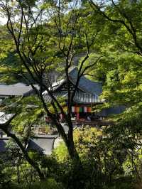 「なんで誰も教えてくれなかったの…？」岡寺に立った瞬間、思わずそんな言葉がこぼれた🇯🇵✈️🌏 