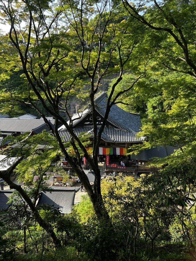 「なんで誰も教えてくれなかったの…？」岡寺に立った瞬間、思わずそんな言葉がこぼれた🇯🇵✈️🌏 