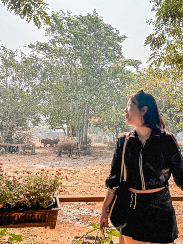 🇹🇭방콕도 정말 좋지만 태국은 북부로 가주라…🥺🇹🇭
