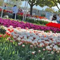 Skagit Valley Tulip Fields – Mount Vernon, WA