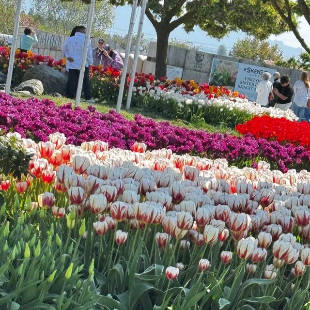 Skagit Valley Tulip Fields – Mount Vernon, WA