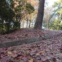 大欖郊野公園 (Tai Lam Country Park)