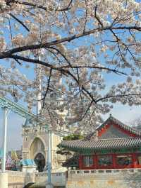 Sakura Magic at Seokchon Lake