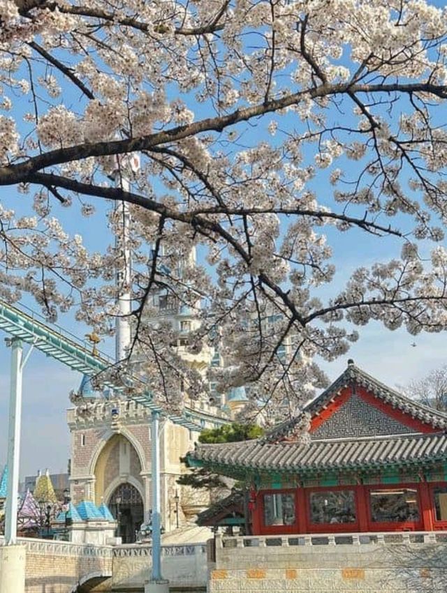 Sakura Magic at Seokchon Lake