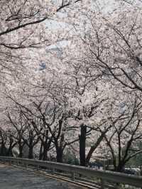 Seoul's Cherry Blossoms: A Love Letter to Spring 🌸💖