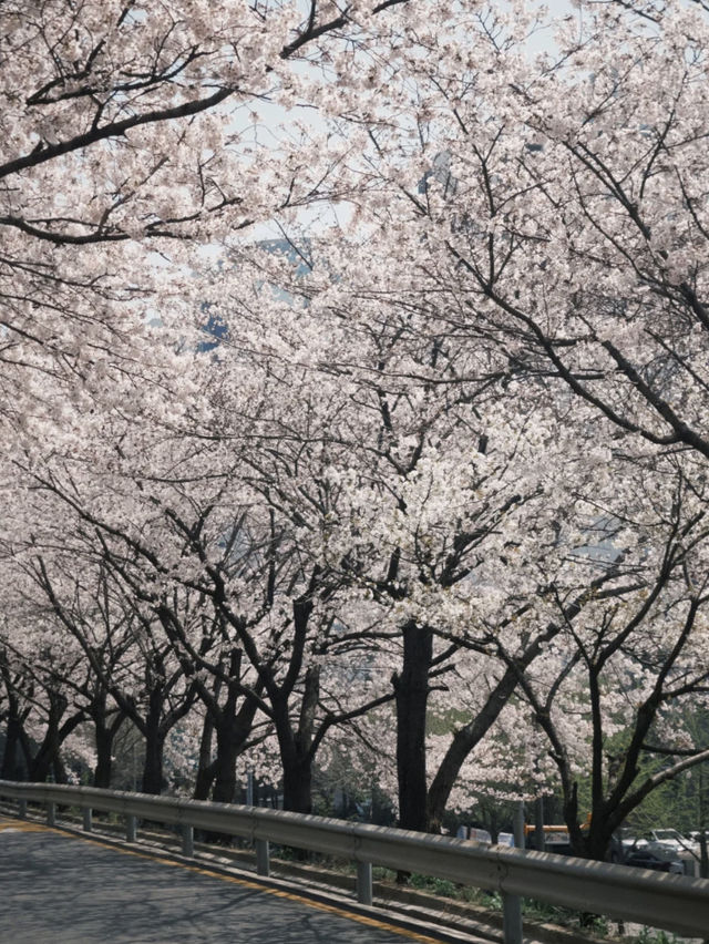 Seoul's Cherry Blossoms: A Love Letter to Spring 🌸💖