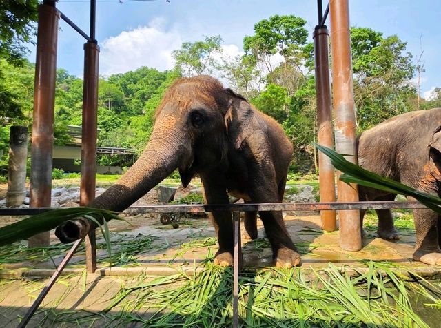 🌳 พาเที่ยวแบบเข้าป่า ที่สวนสัตว์เปิดเขาเขียว 🦒