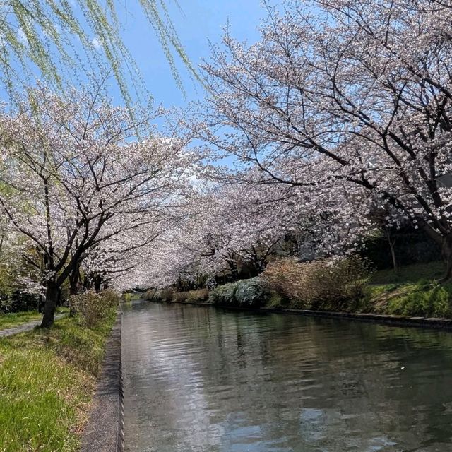 Sakura Strolls with Matcha on the Side 🌸🍵