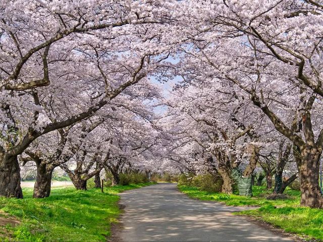 Cherry Blossom Tunnel Dreams