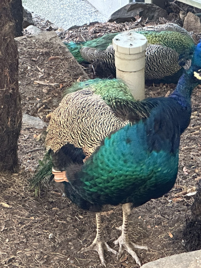  Nice family trip to Tasmania & Melbourne 