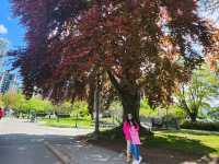 Stanley Park Stroll: Yachts, Serenity, and Unforgettable Views